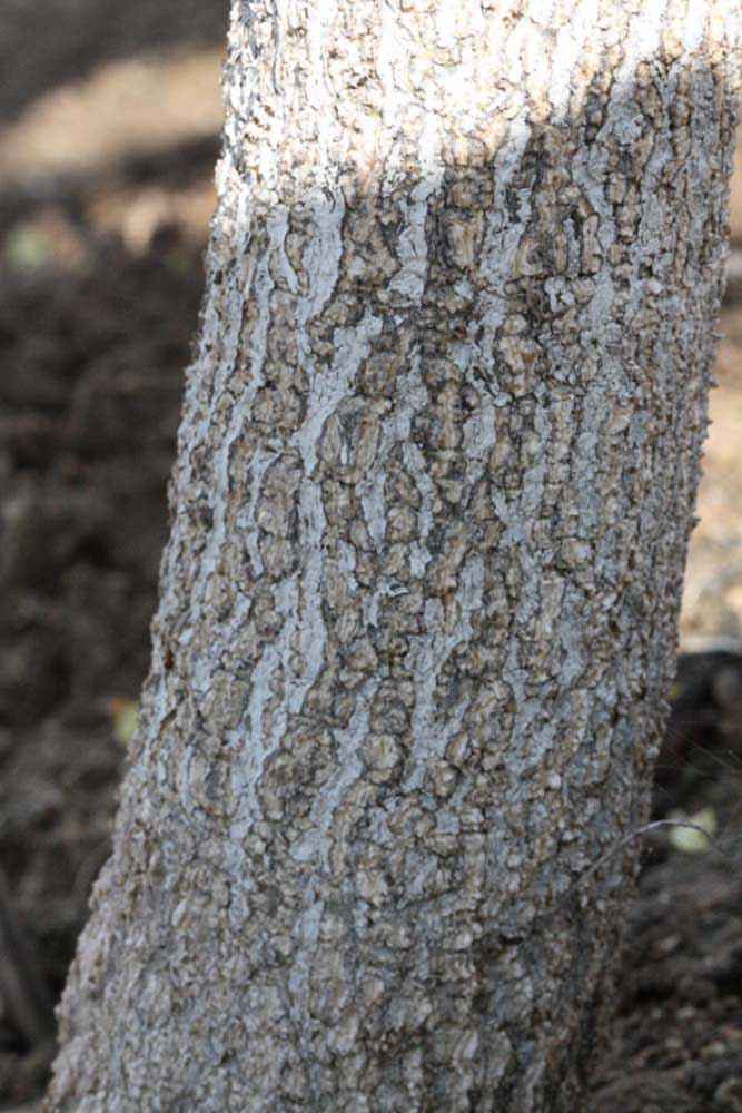              Bark (Riverside, CA)       
